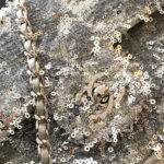 Chanel Small Flap Bag(HIGH-END GRADE) - Image 6